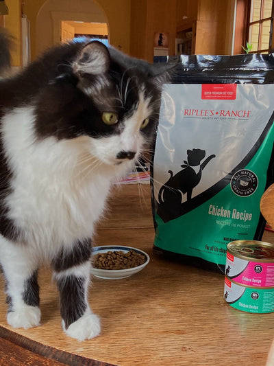 Furmione's Thick Shiny Coat - Success Story