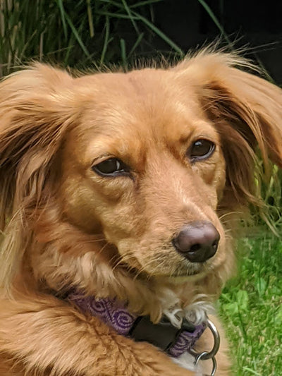 Mila's Success - Fish Recipe Dog Food Story