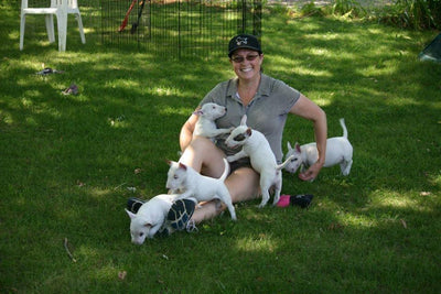 Jewels' Bull Terriers - Dog Success Story