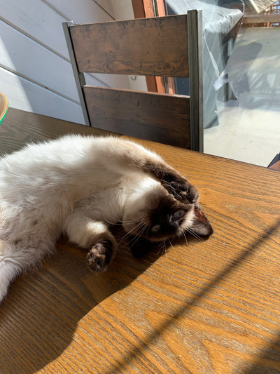 Smiggy - Pet Health Success Story