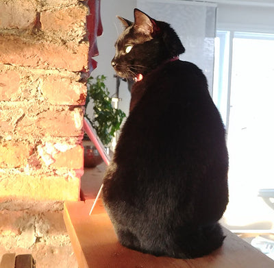 Kate the Rescue Cat - Health Success Story