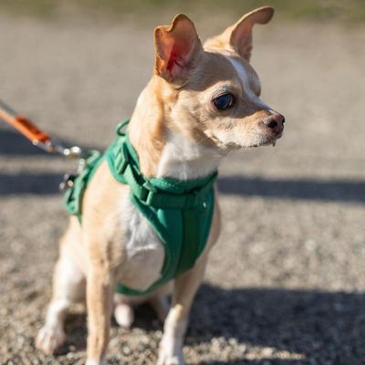 Roo's Success Story - Skin & Coat Transformation