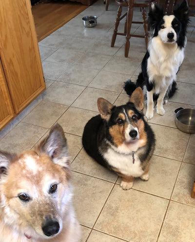 Chief, Gibbs & Gus - Three Dogs' Success Story