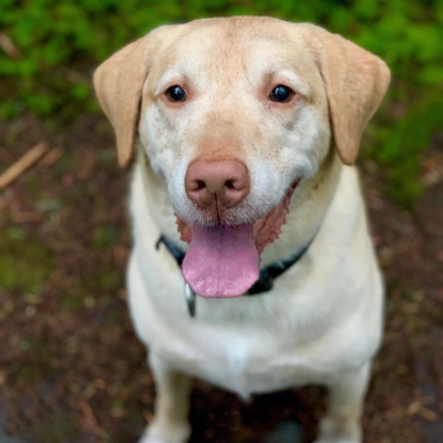 Tucker - Dog Health Success Story