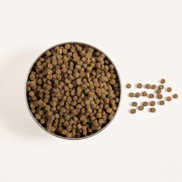 Lamb & Oats kibble in bowl