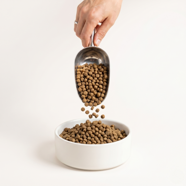 Lamb & Oats kibble pour