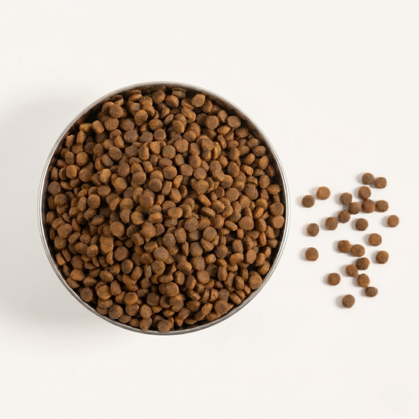 Turkey Recipe kibble in bowl